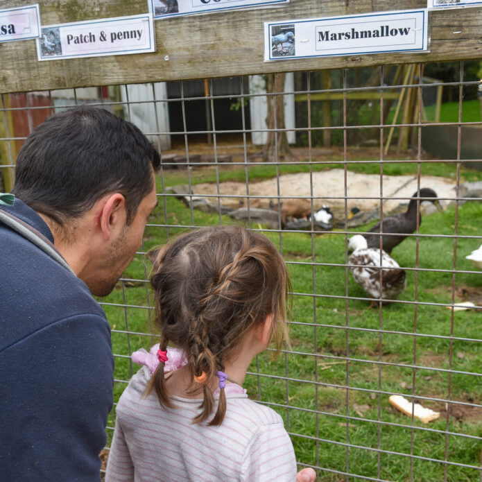 A man and a young girl are leaning over a wire fence, observing a group of ducks and other animals in a grassy enclosure. The girl has her hair in a ponytail and is wearing a light-colored sweater, while the man is dressed in a dark sweater. Above them, there are name tags for the animals, including