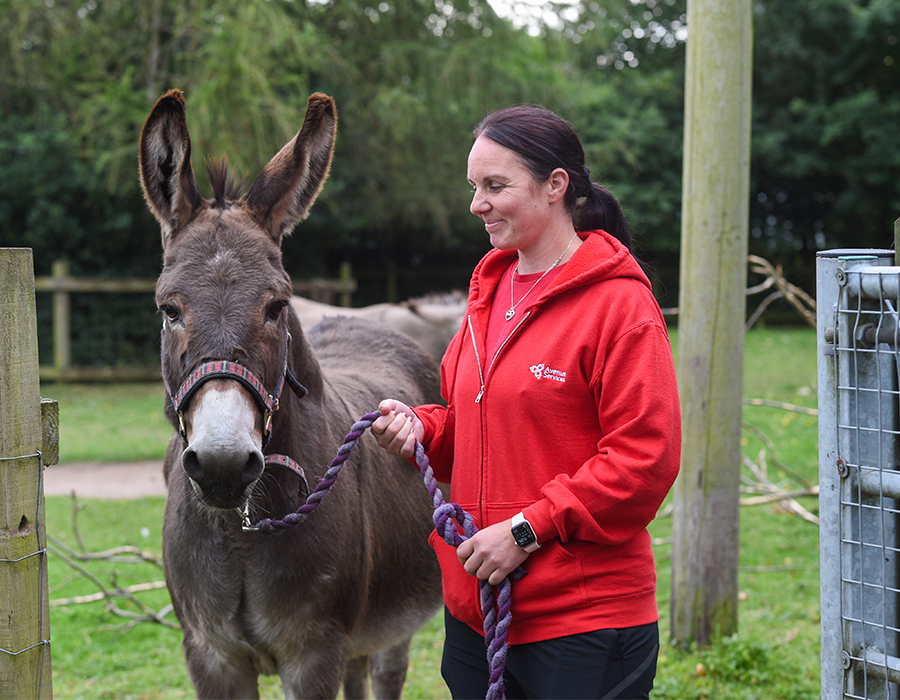 Person in red hoodie holding a donkey with a purple rope in a green outdoor setting.