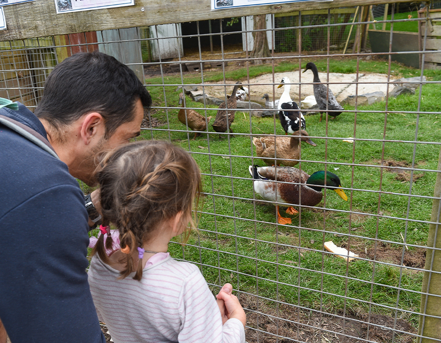 Man and child observing ducks in an outdoor enclosure.