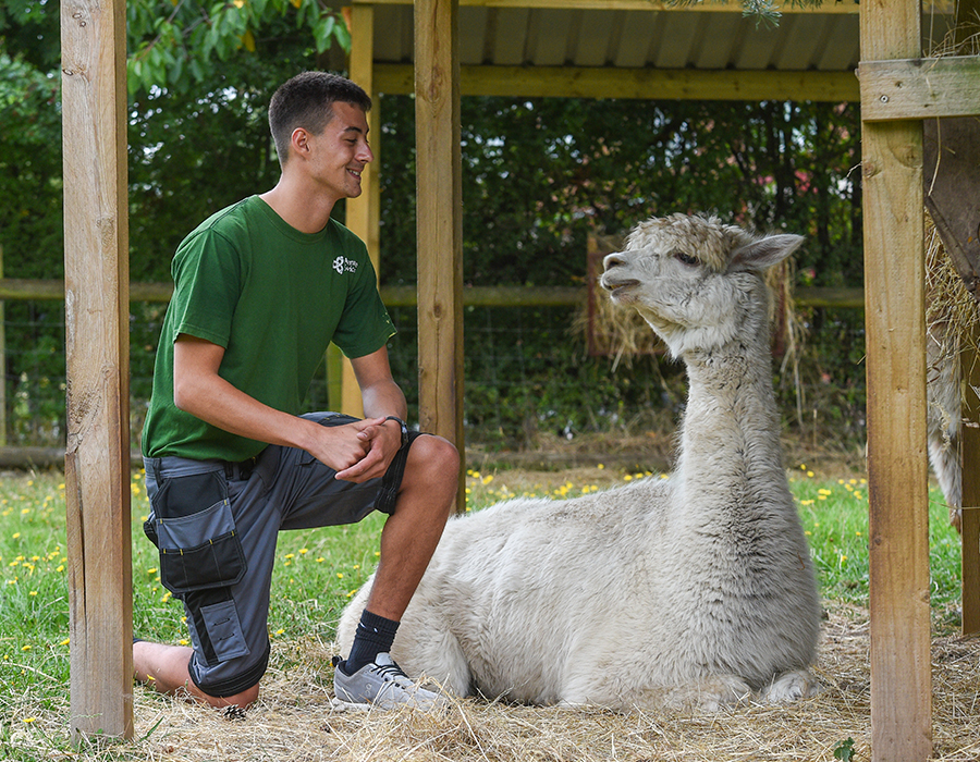 Person kneeling beside a resting alpaca under a wooden shelter in a grassy outdoor setting.
