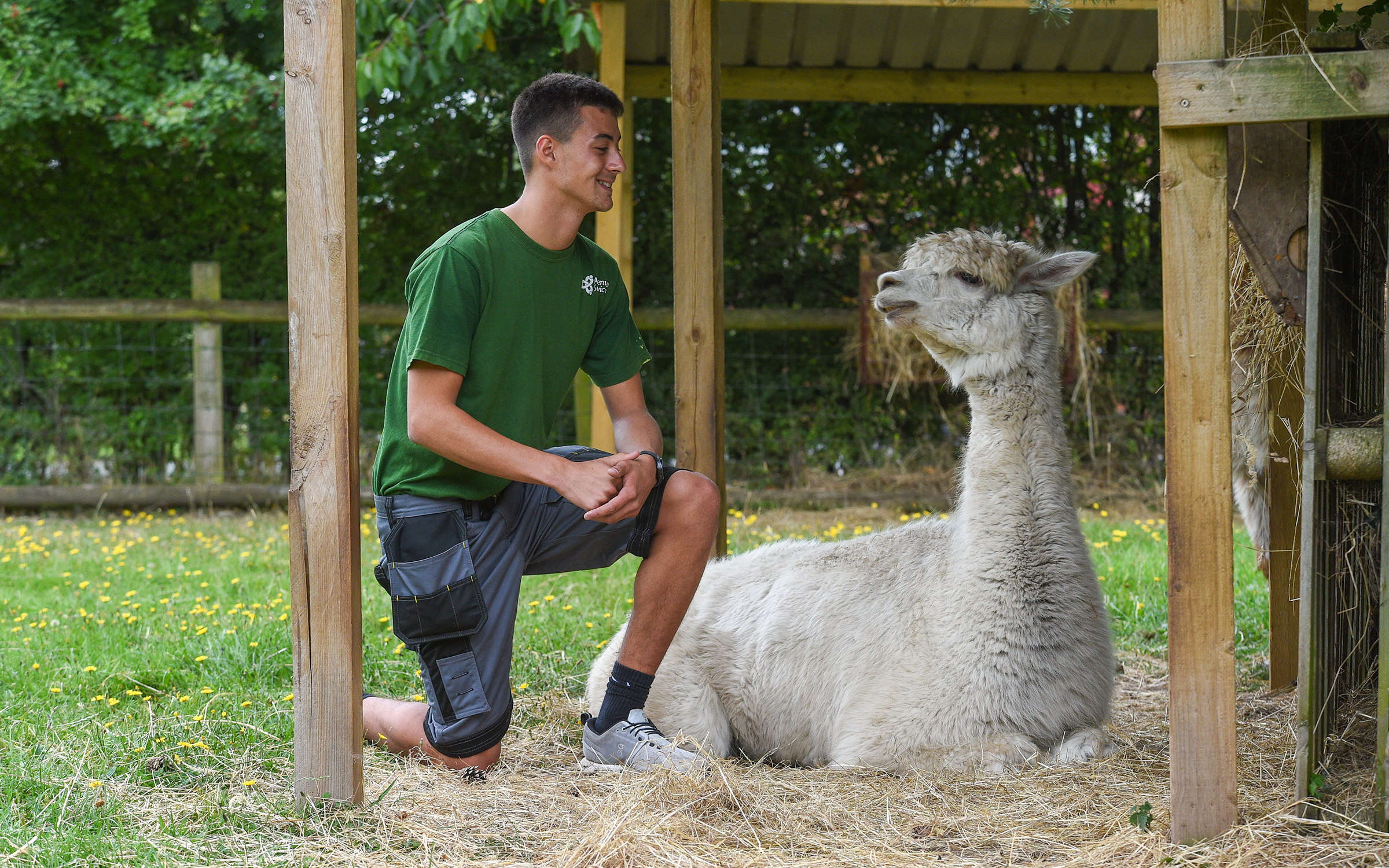 Person kneeling beside a resting alpaca under a wooden shelter in a grassy outdoor setting.