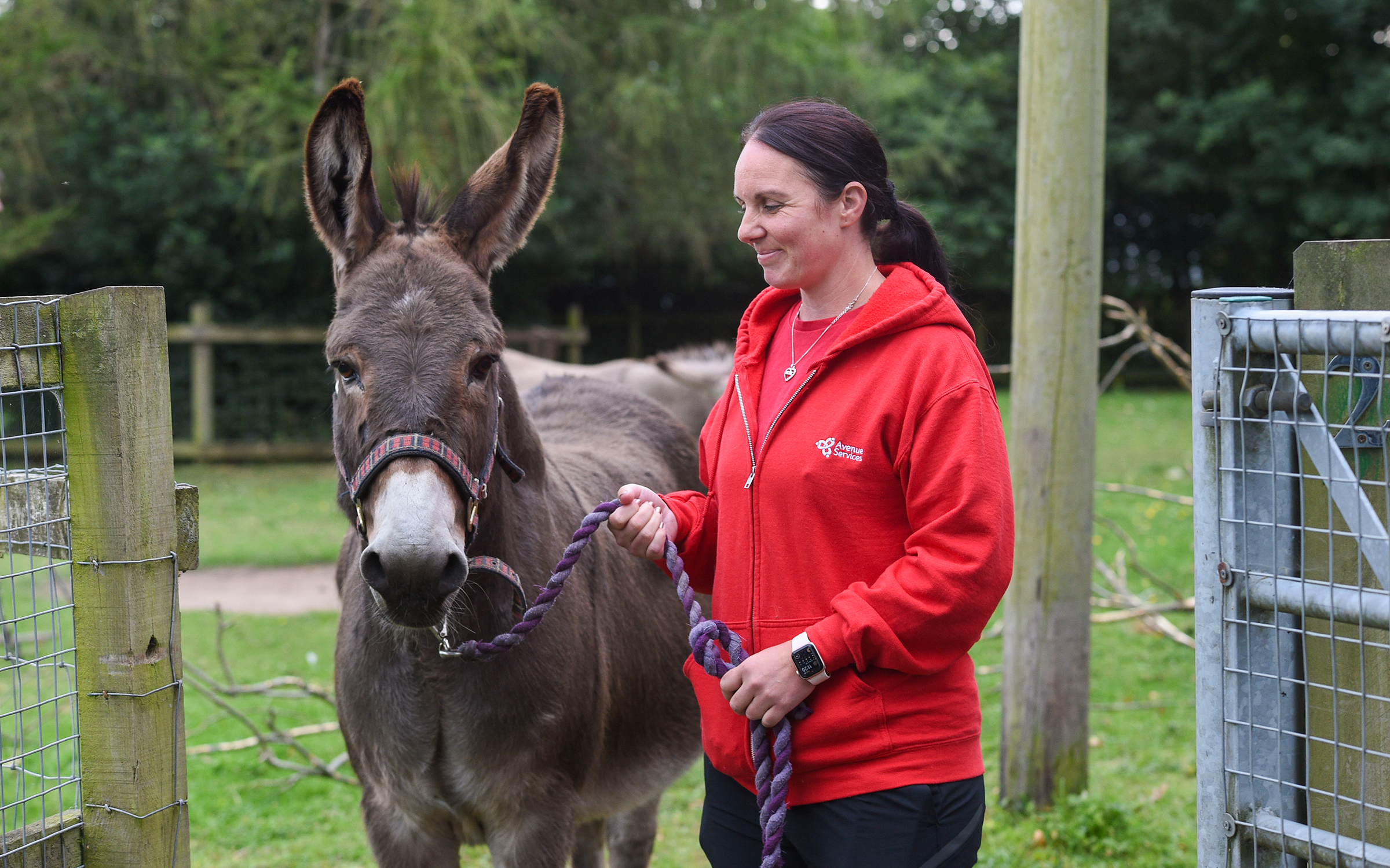 Person in red hoodie holding a donkey with a purple rope in a green outdoor setting.