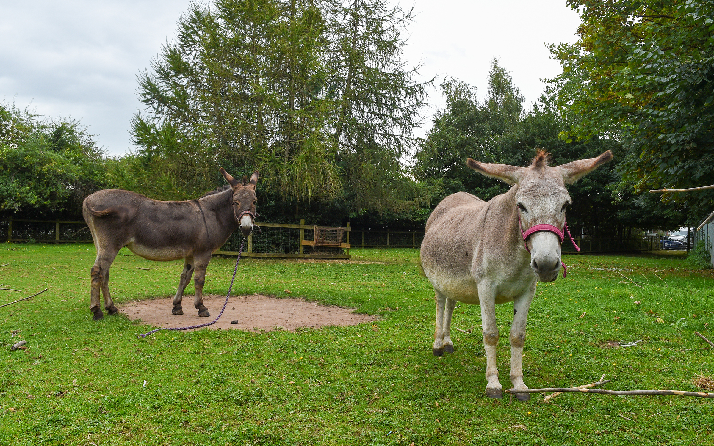 Two donkeys standing on grass, one brown and one grey, in a rural outdoor setting.