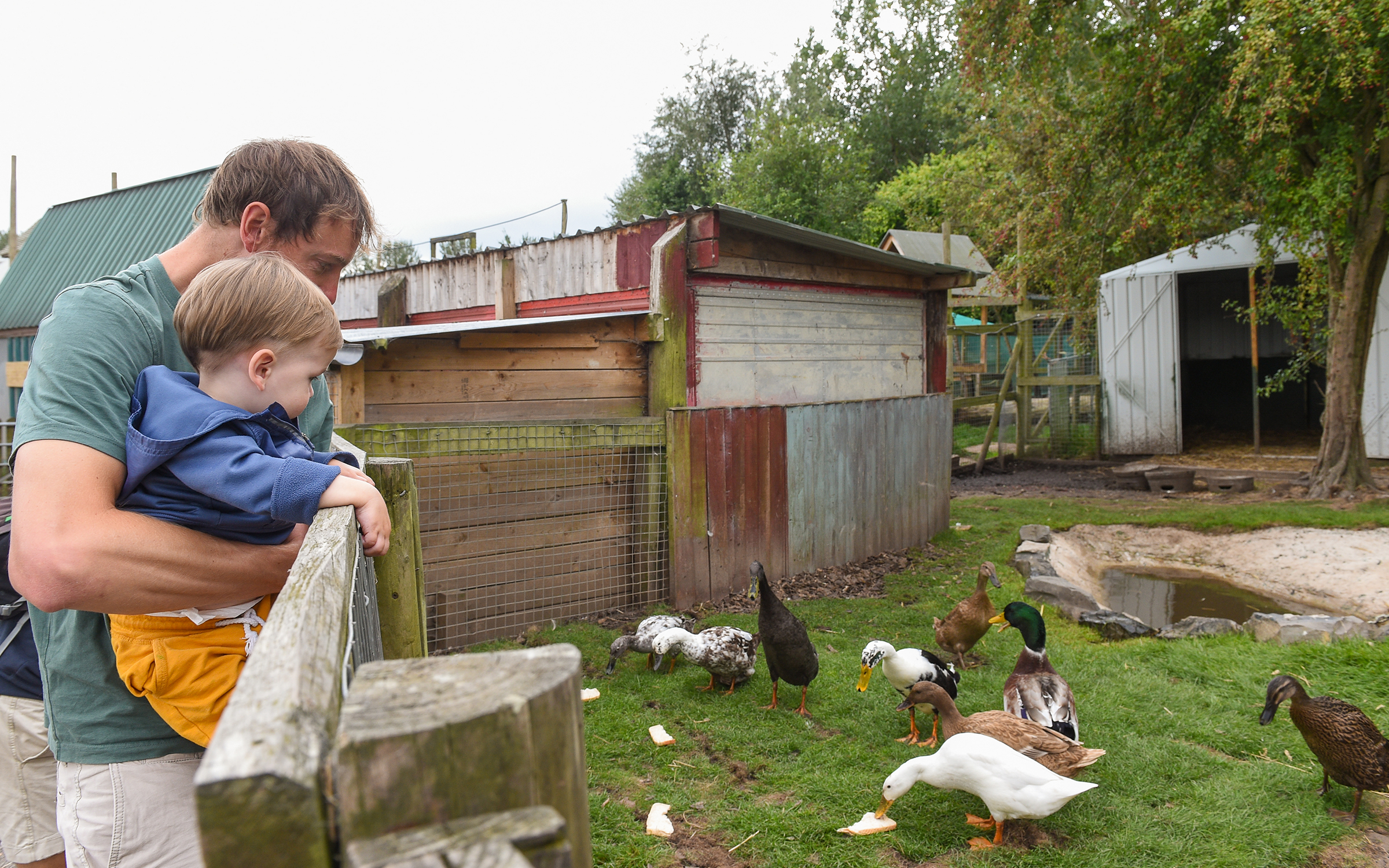 Father and child observing ducks and geese in an outdoor farm enclosure.